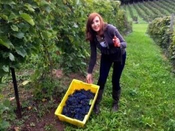 lady picking grapes at winery